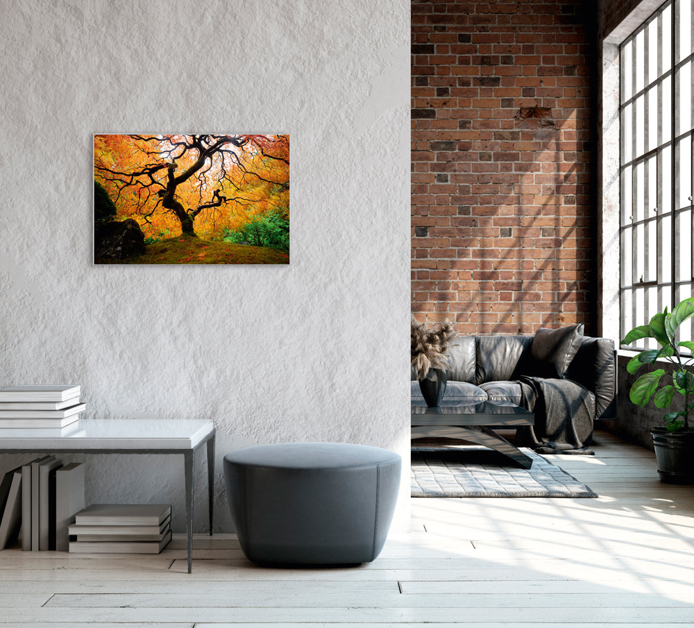 Image et cadre L'arbre