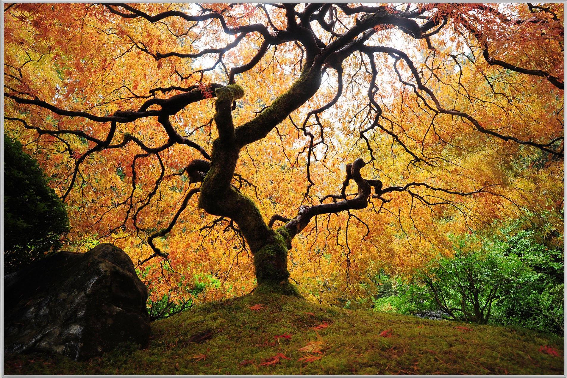 Bild & Rahmen Der Baum