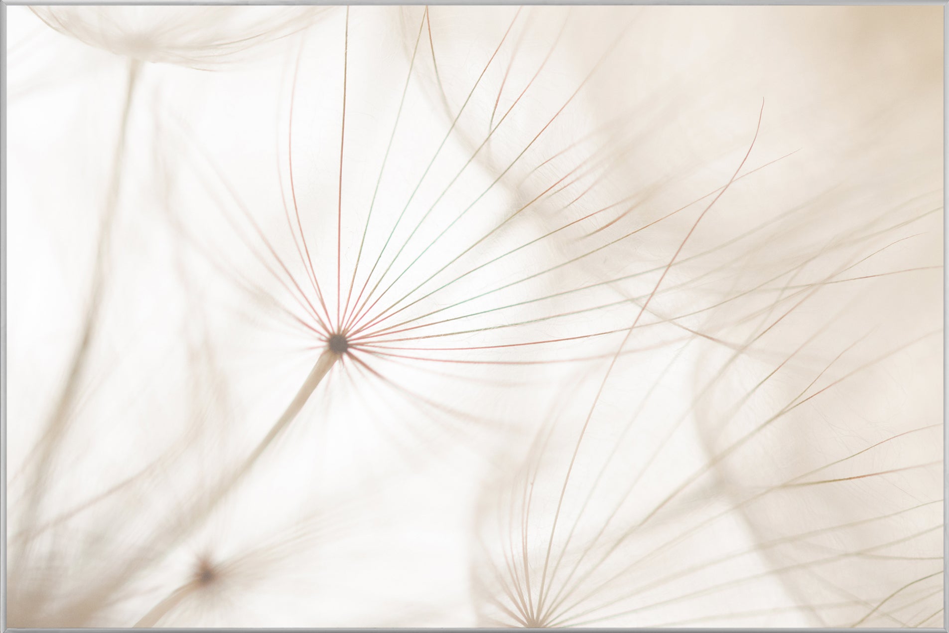 Picture & Frame Dandelion 2