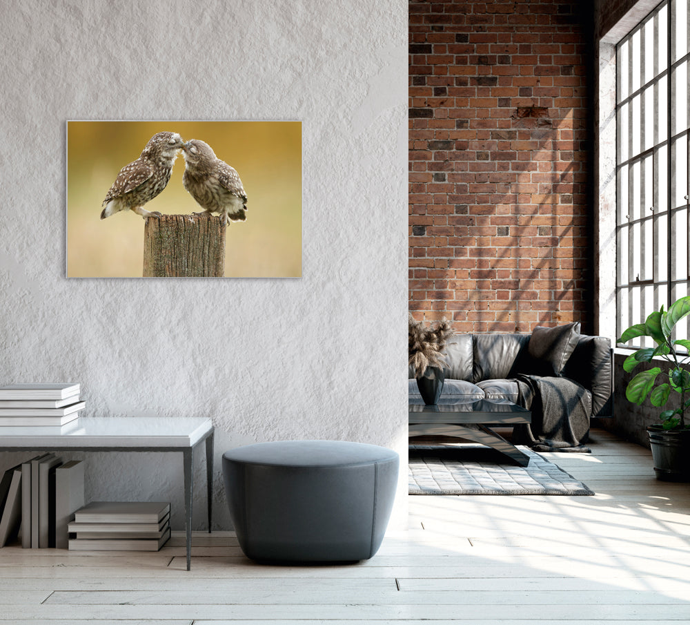 Picture & Frame Owls in Love