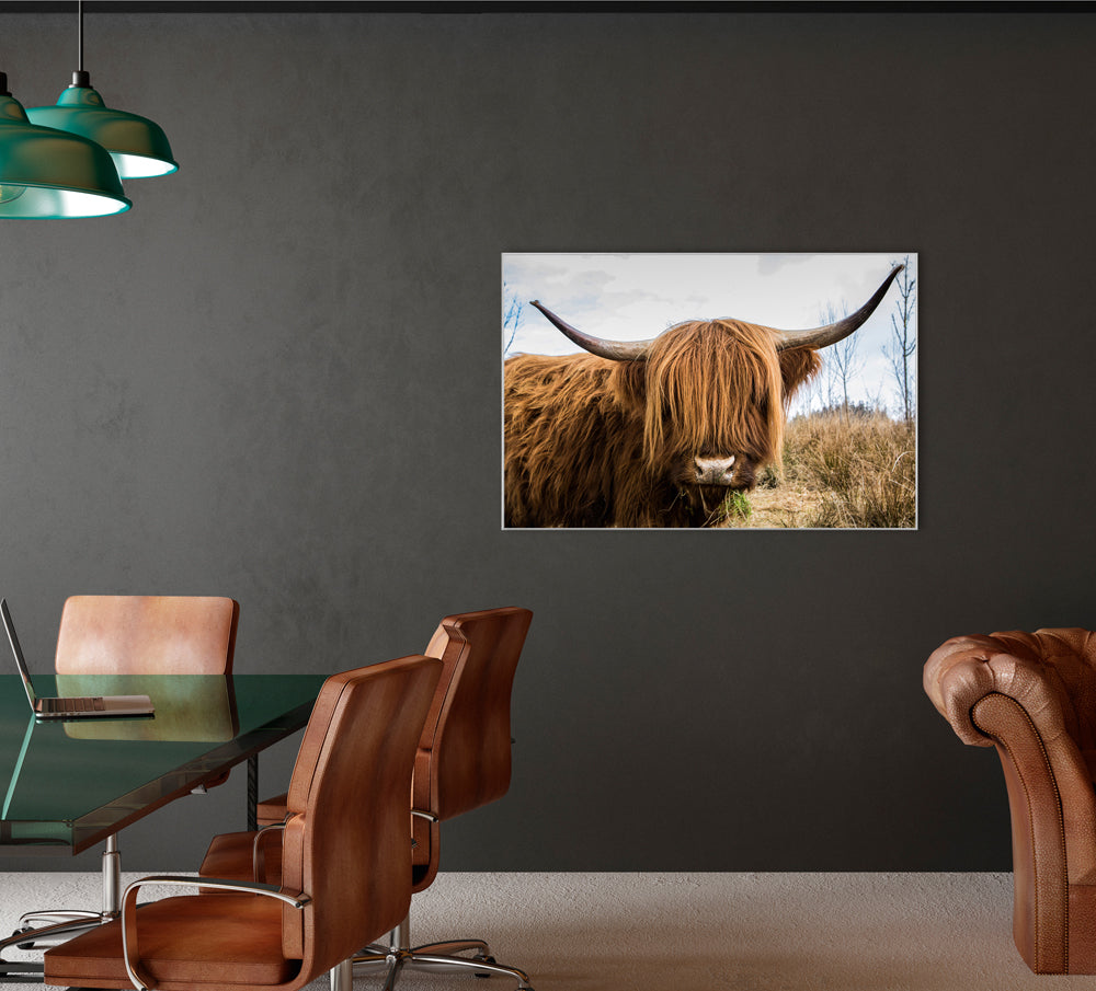 Picture & Frame Scottish Highland Cattle