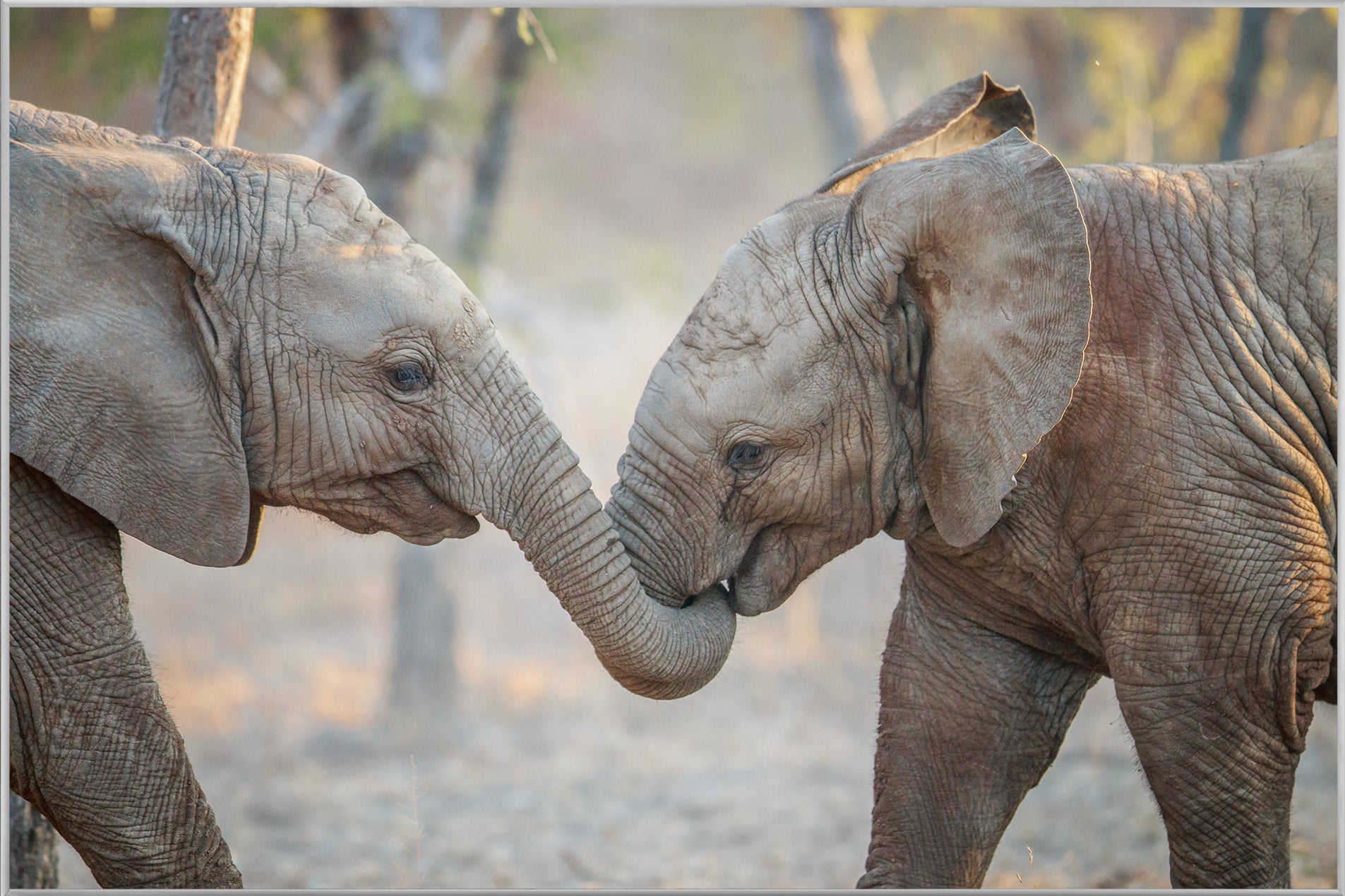 Bild & Rahmen 2 spielende Elefantenkinder