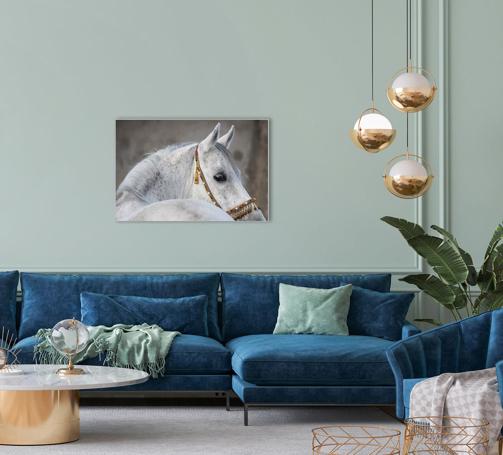 Picture & Frame Arabian Stallion