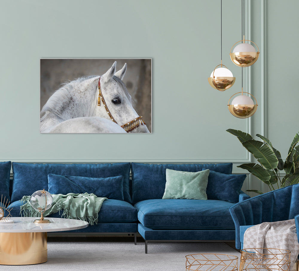 Picture & Frame Arabian Stallion