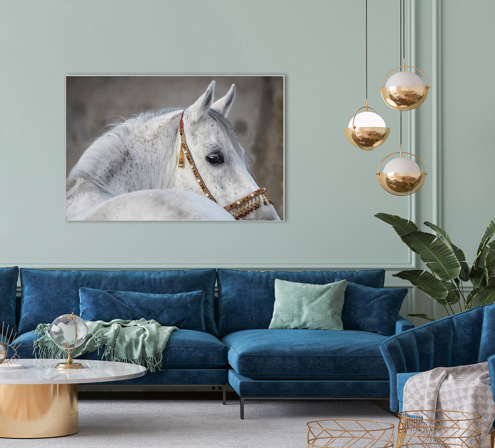 Picture & Frame Arabian Stallion