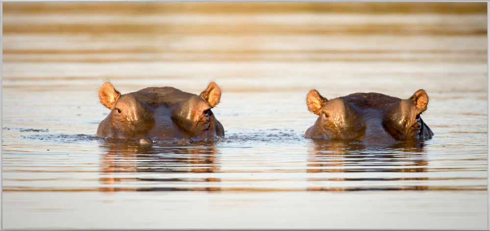 Bild & Rahmen 2 Nilpferde