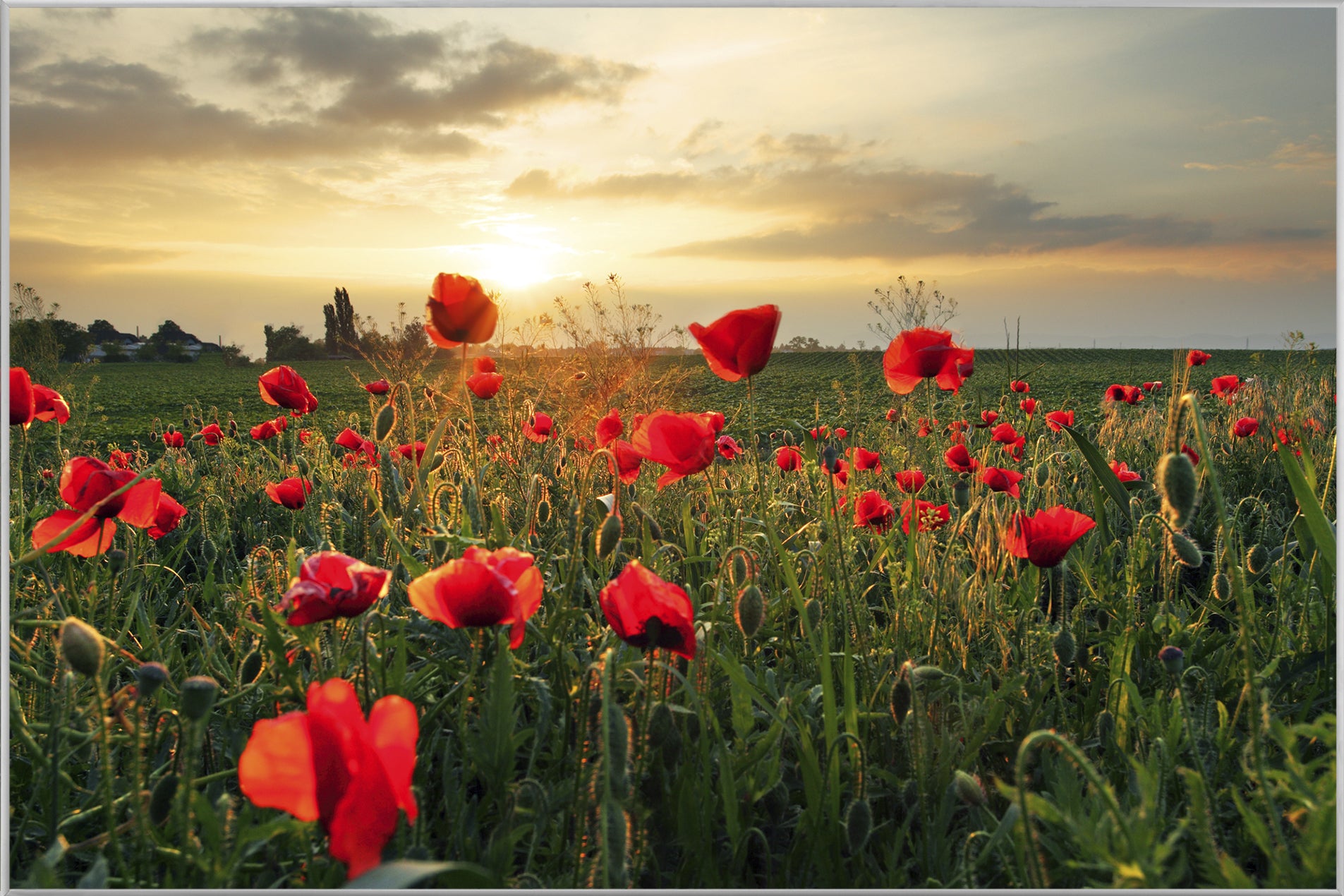 Picture & Frame Poppy Meadow 3