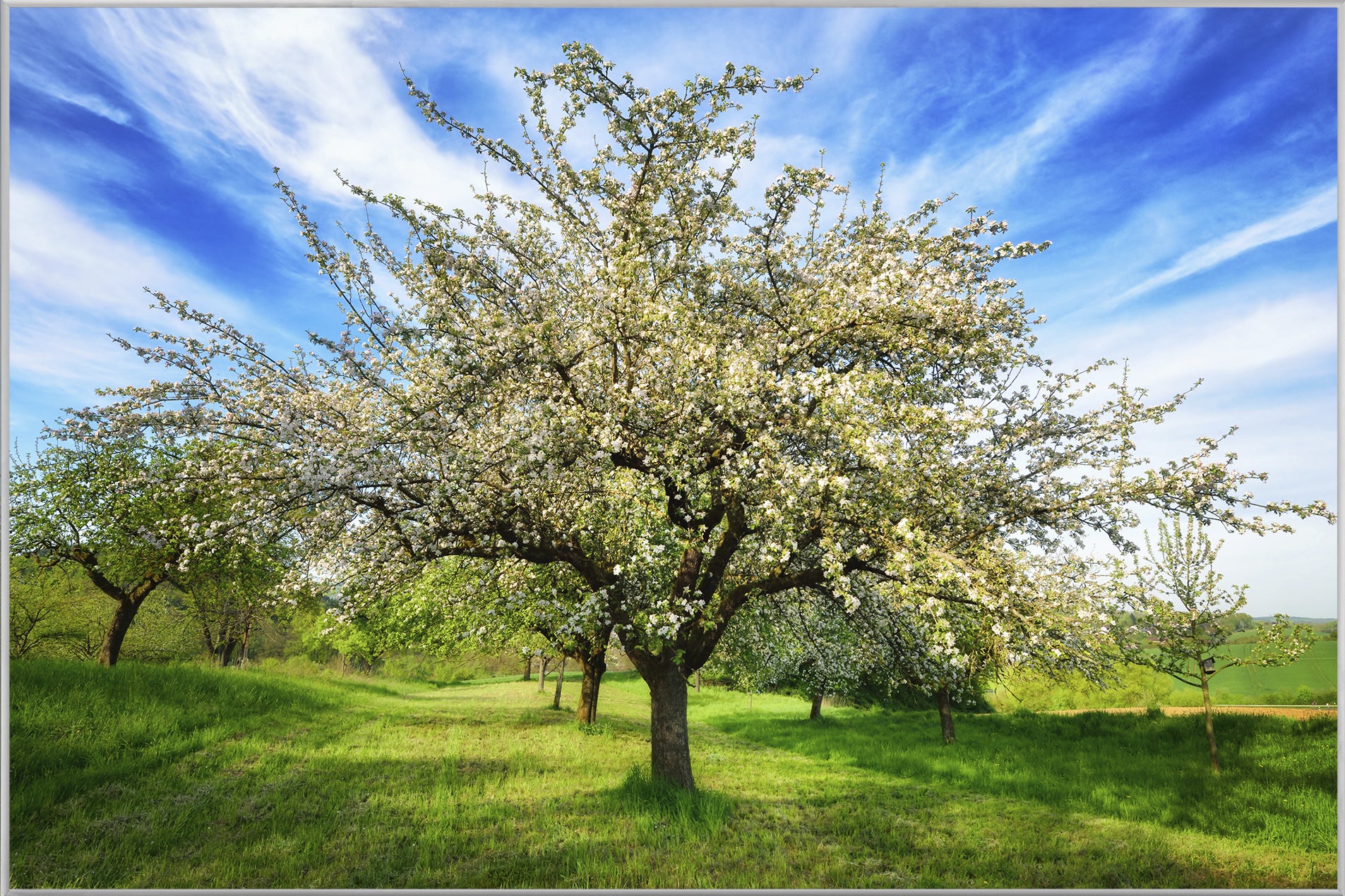 Image et cadre d'arbres fruitiers en fleurs
