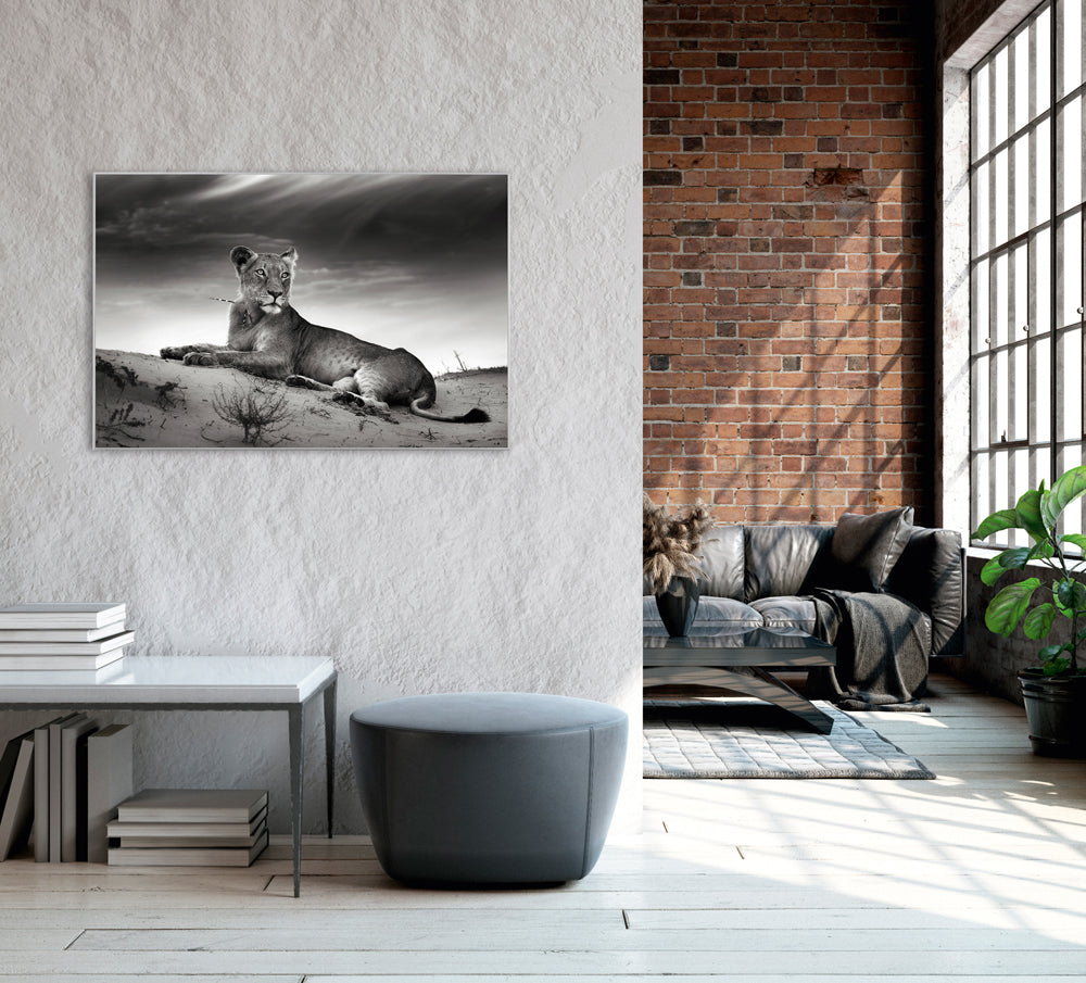 Picture & Frame Lioness