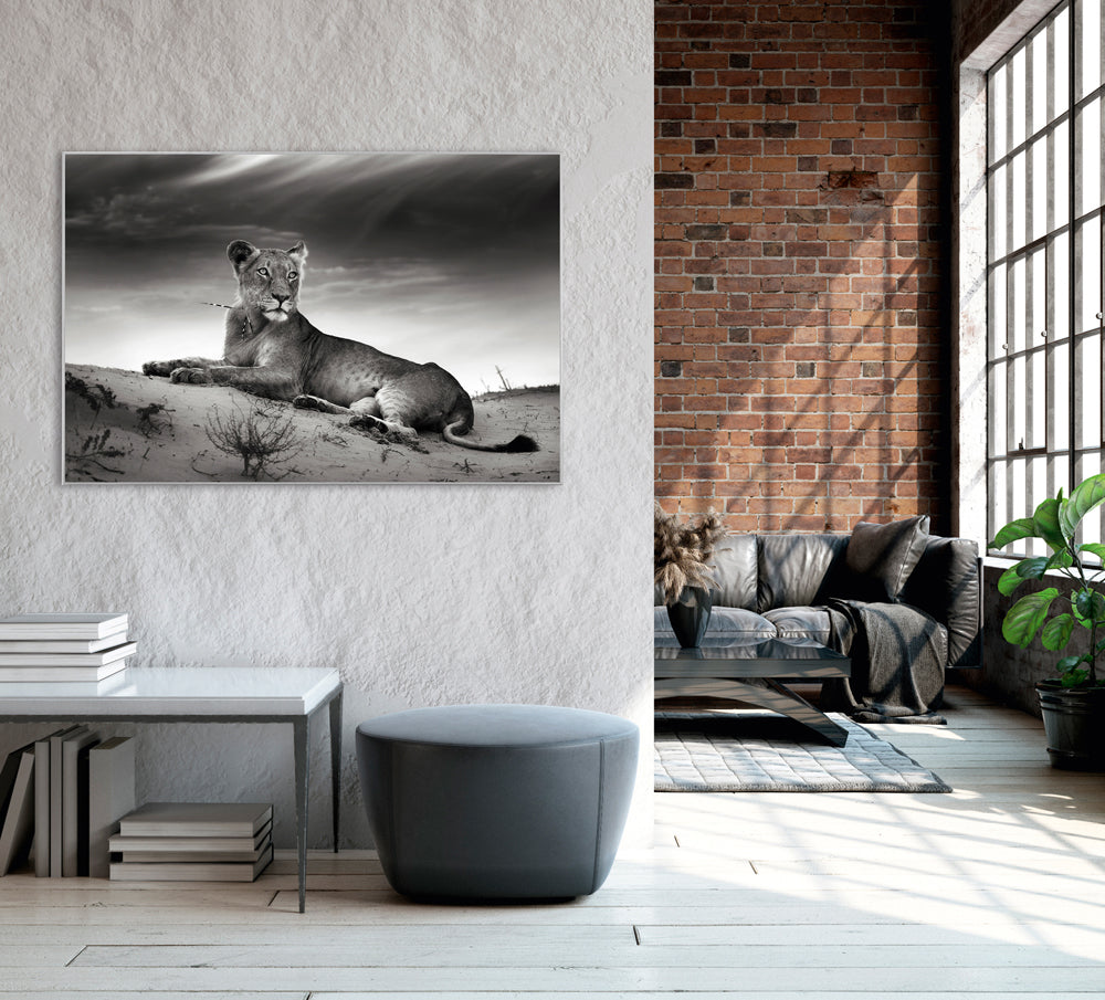 Picture & Frame Lioness