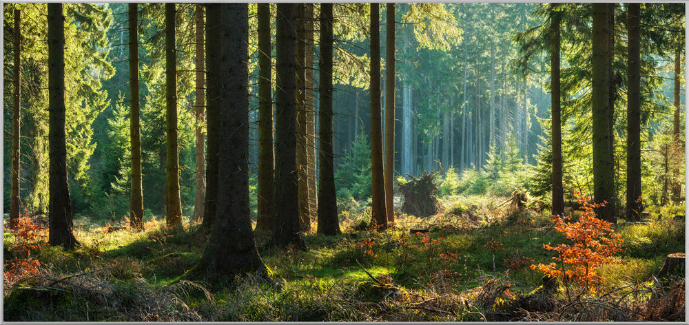 Bild & Rahmen Herbstwald