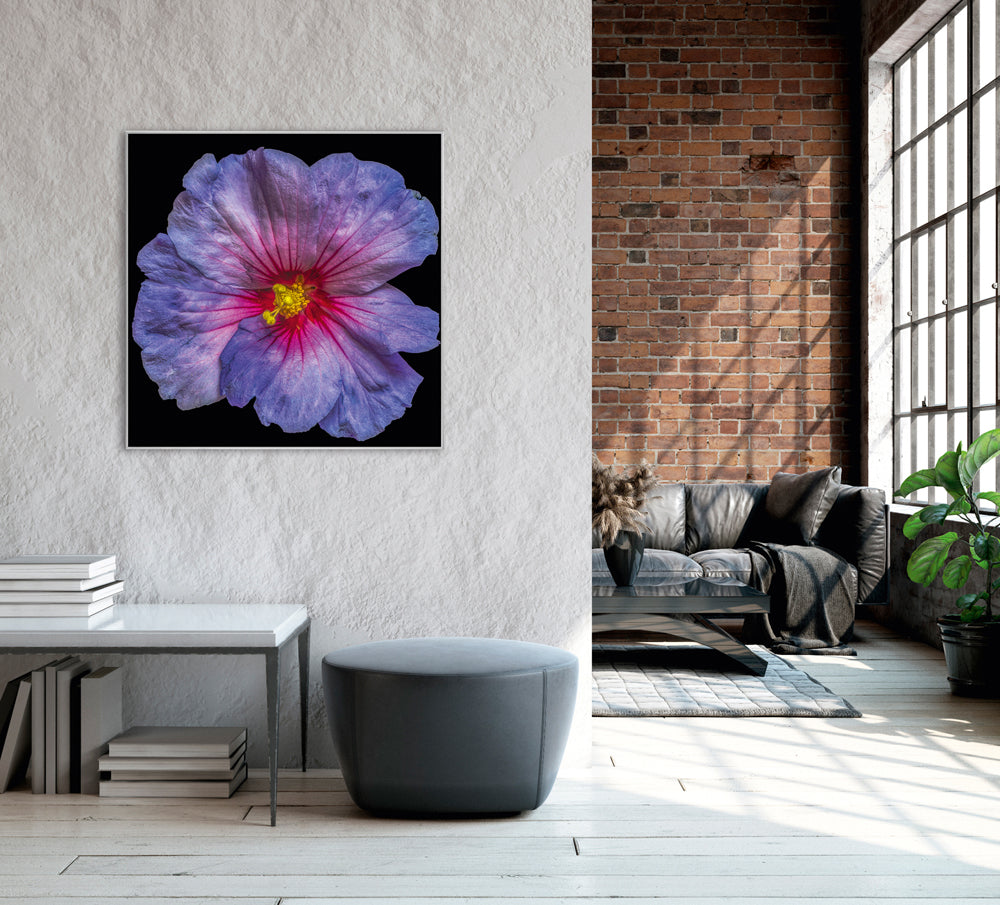Picture & frame hibiscus flower in blue and pink