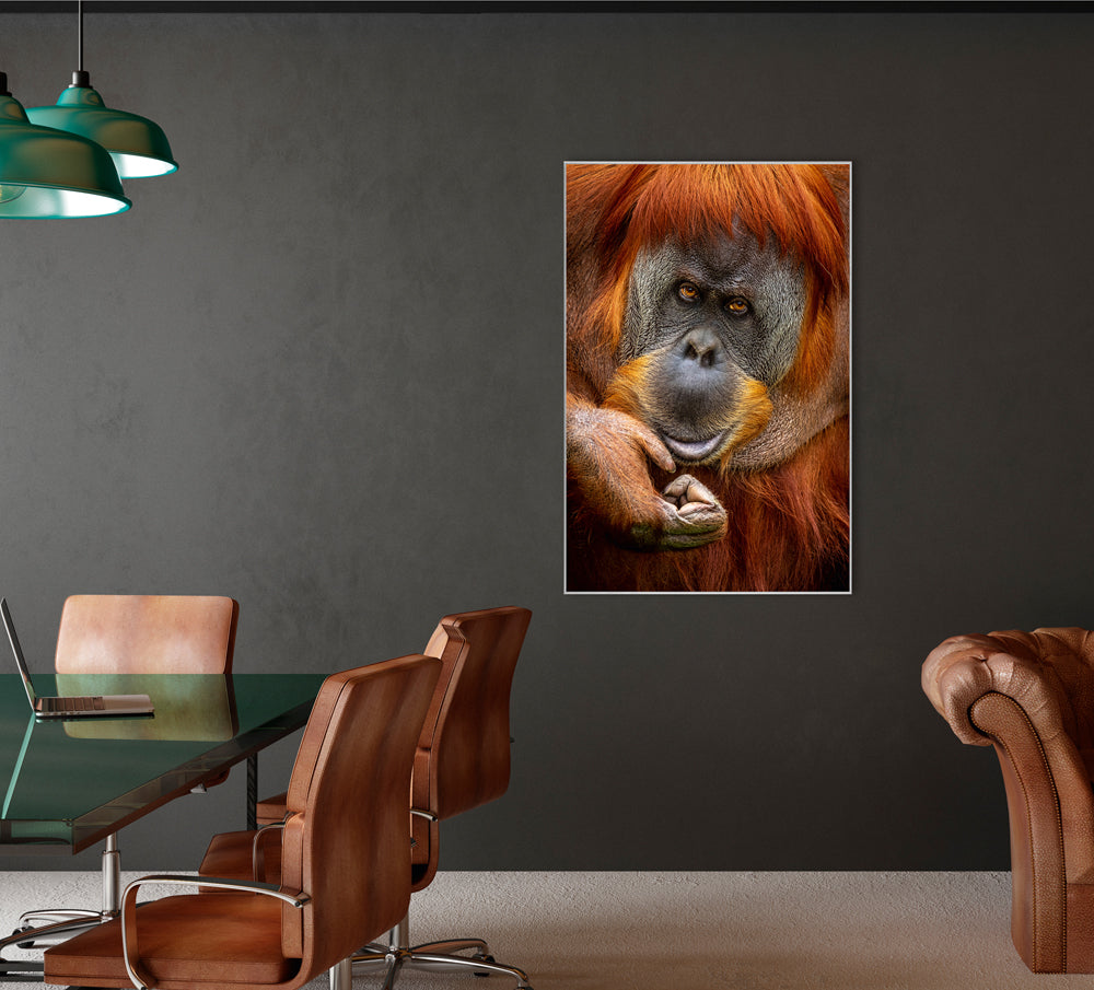 Bild & Rahmen Orang-Utan