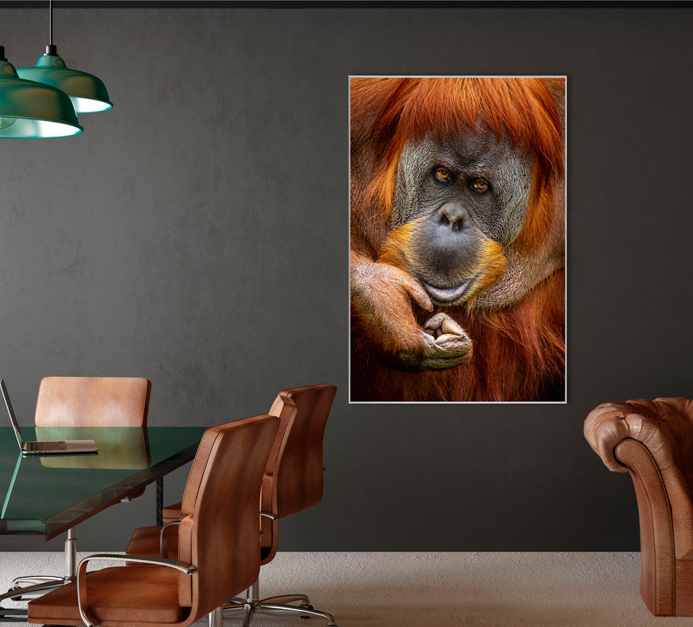Bild & Rahmen Orang-Utan