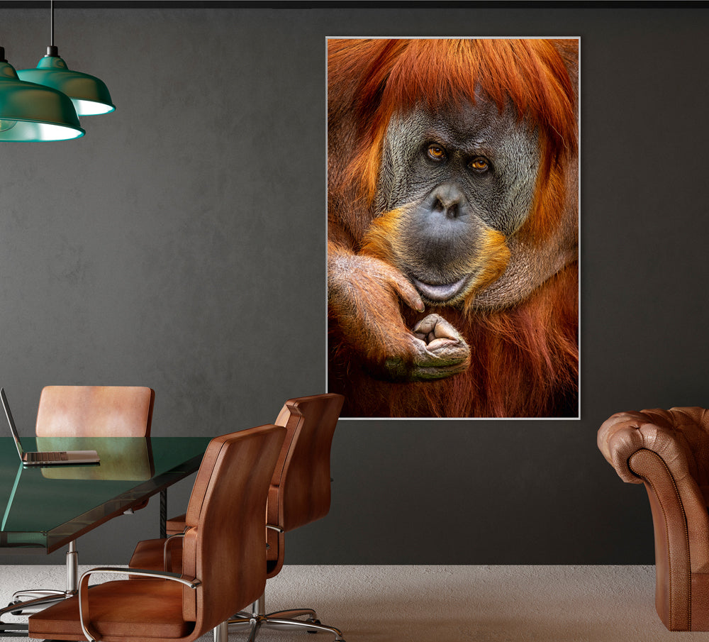 Bild & Rahmen Orang-Utan