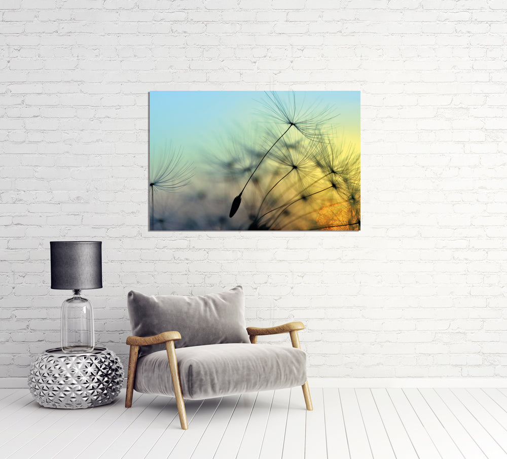 Acrylglasbild Pusteblume 1