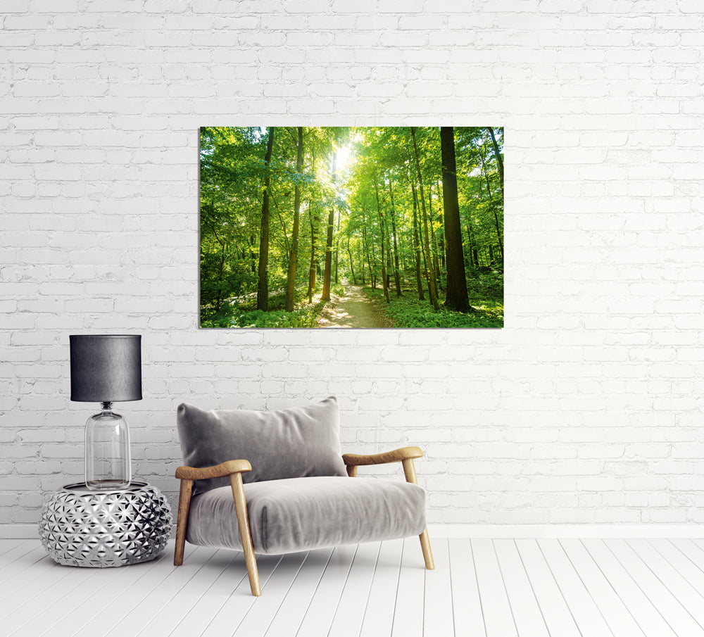 Acrylglasbild Waldweg
