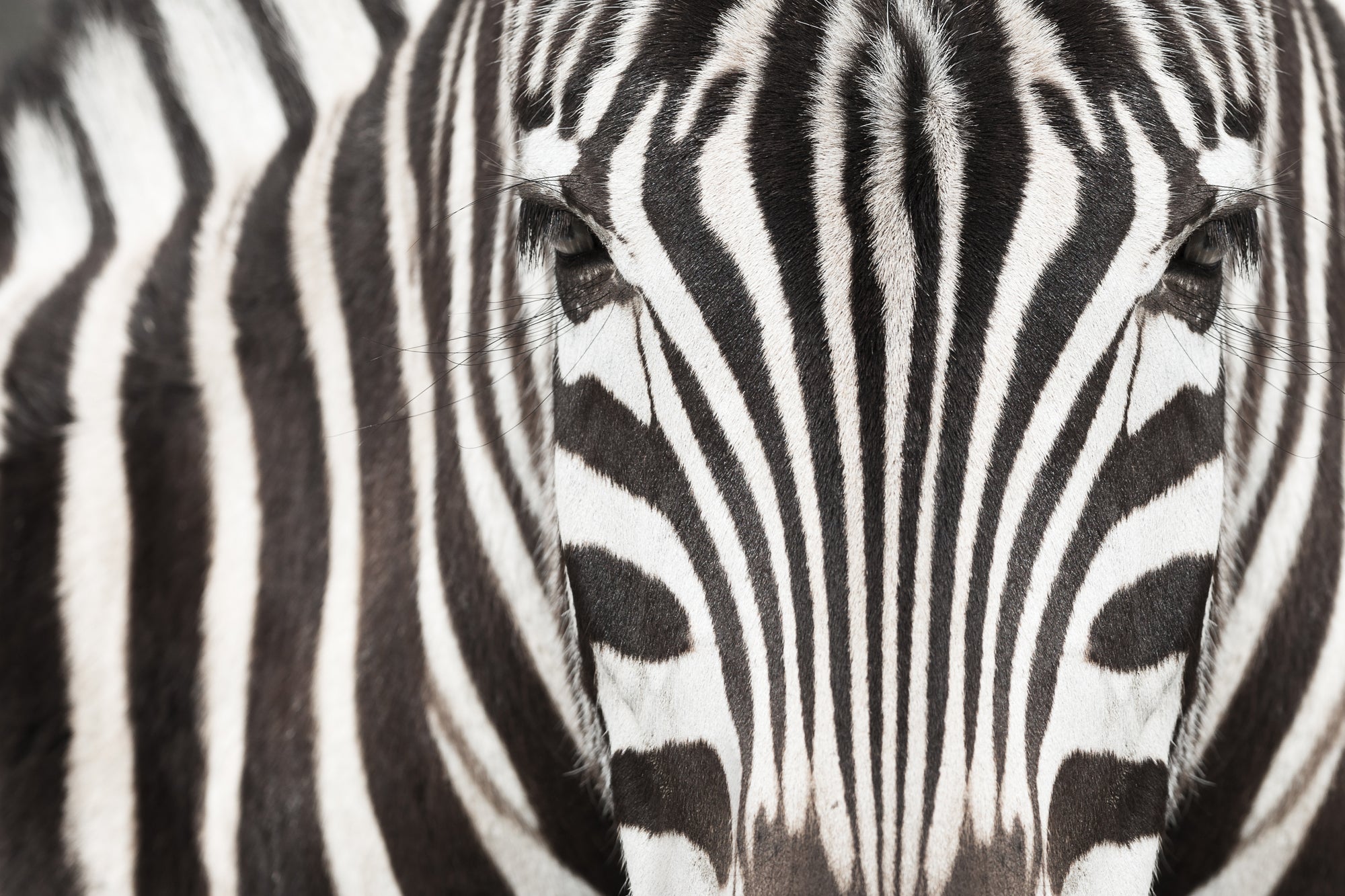 Acrylglasbild Zebra