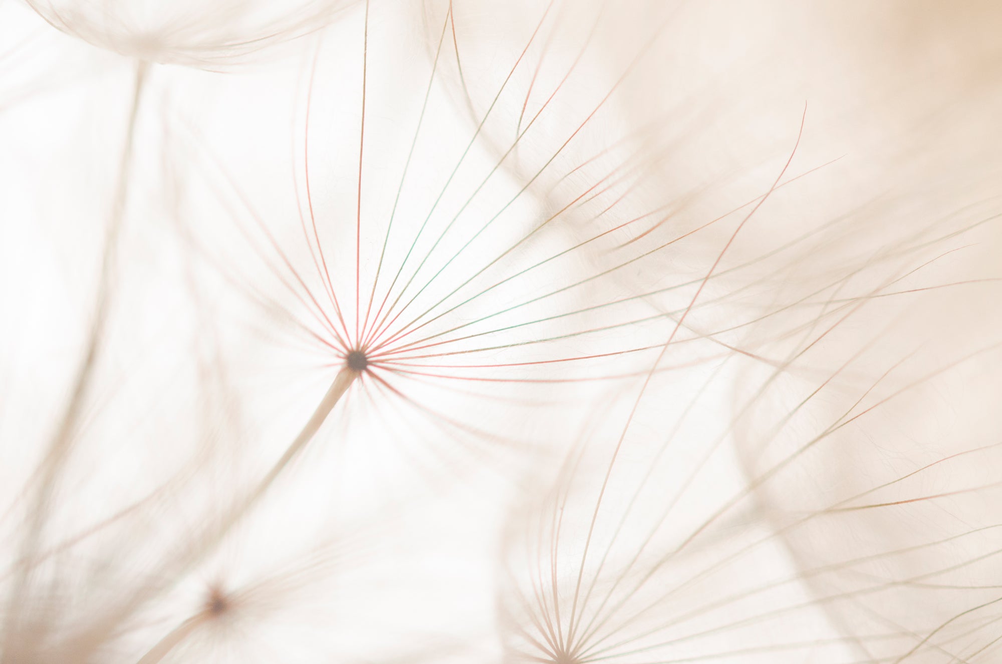 Acrylglasbild Pusteblume 2