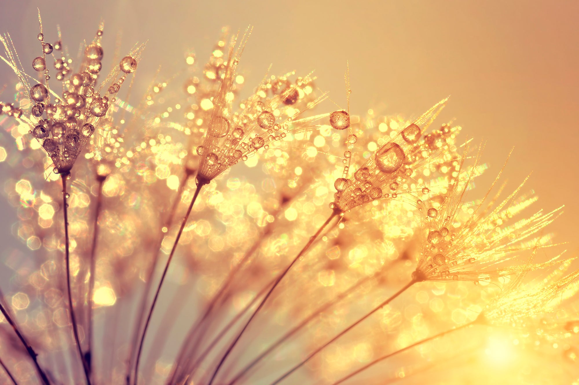 Acrylglasbild Pusteblume mit Morgentau