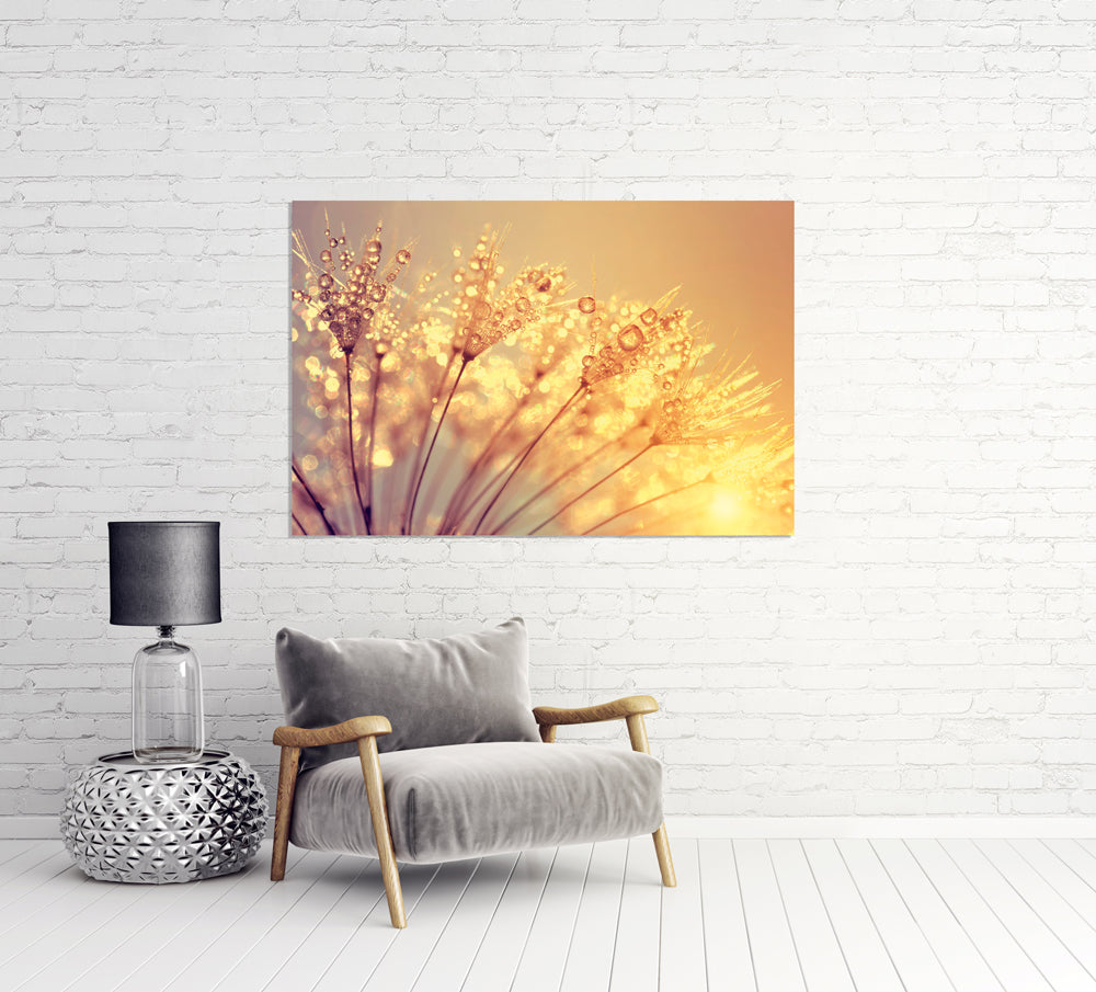 Acrylglasbild Pusteblume mit Morgentau