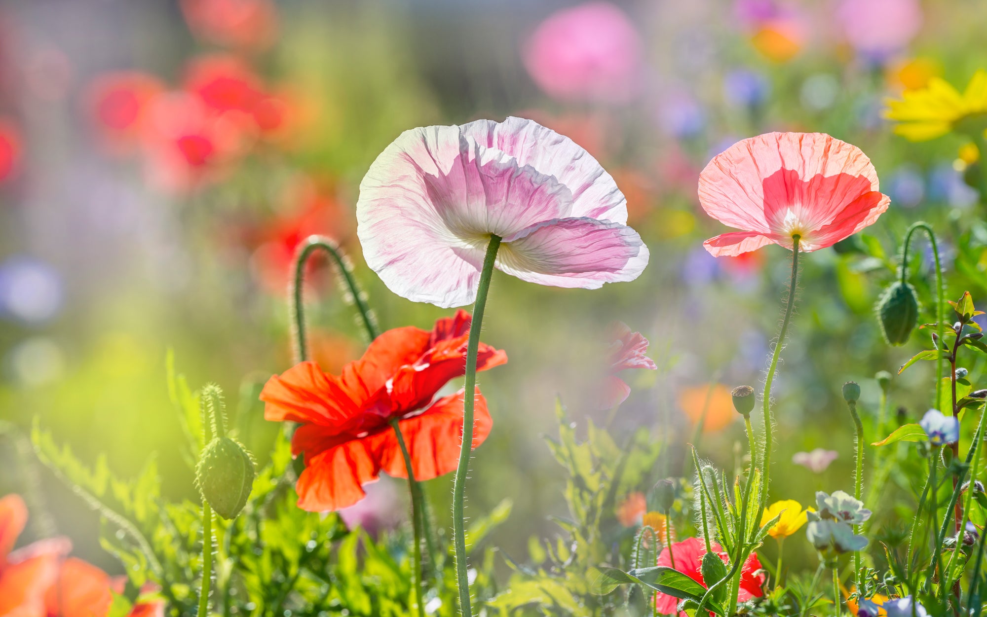 Tableau en verre acrylique Coquelicots 4