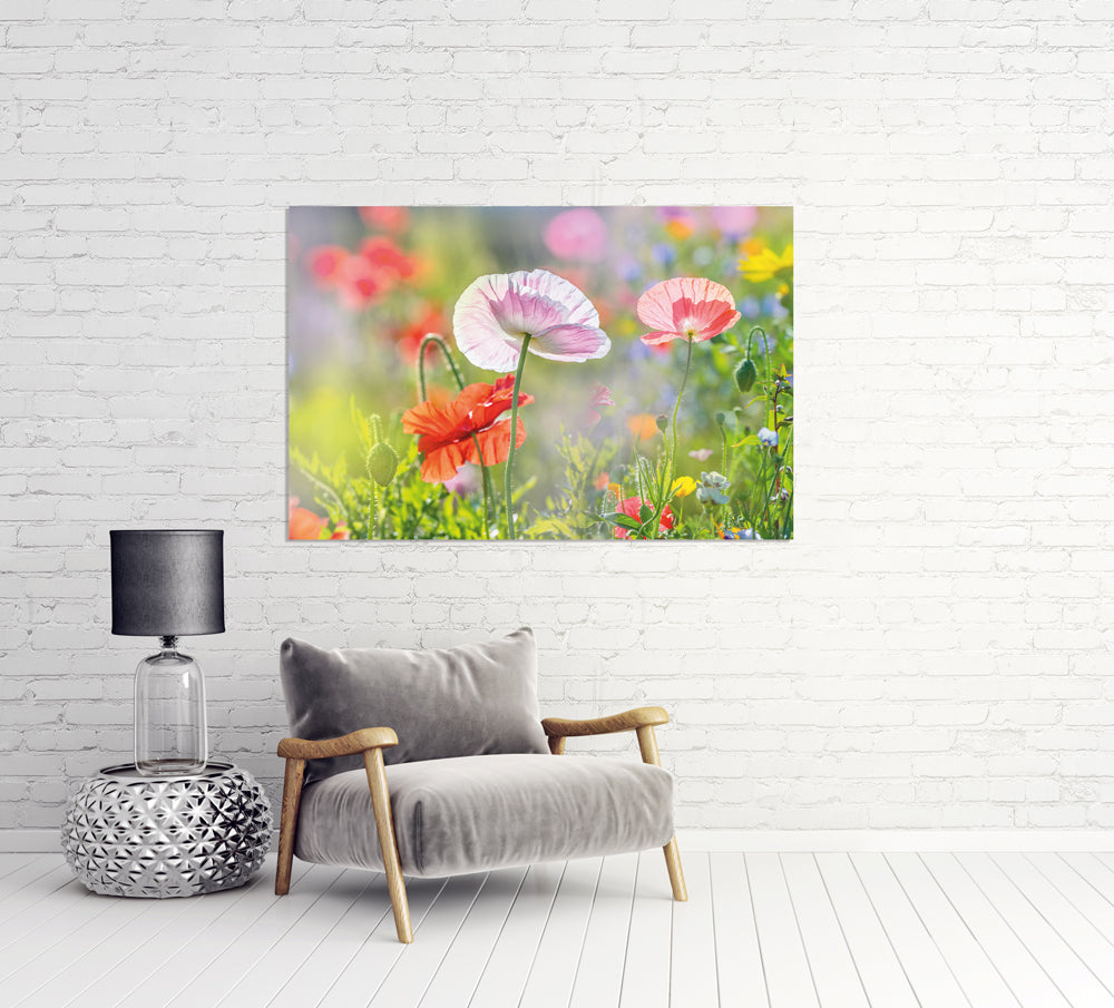 Tableau en verre acrylique Coquelicots 4