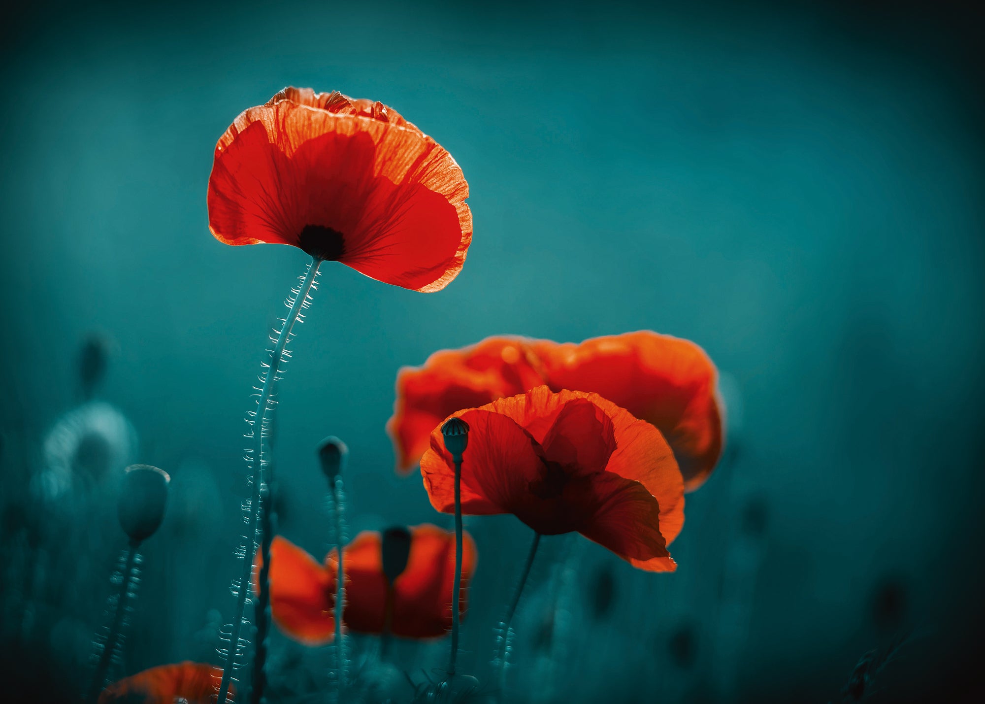 Tableau en verre acrylique Coquelicots 5