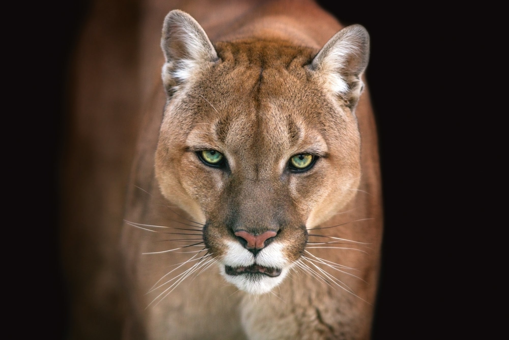 Acrylglasbild Puma