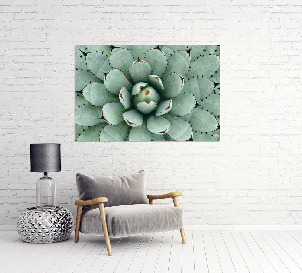 Acrylglasbild Agave