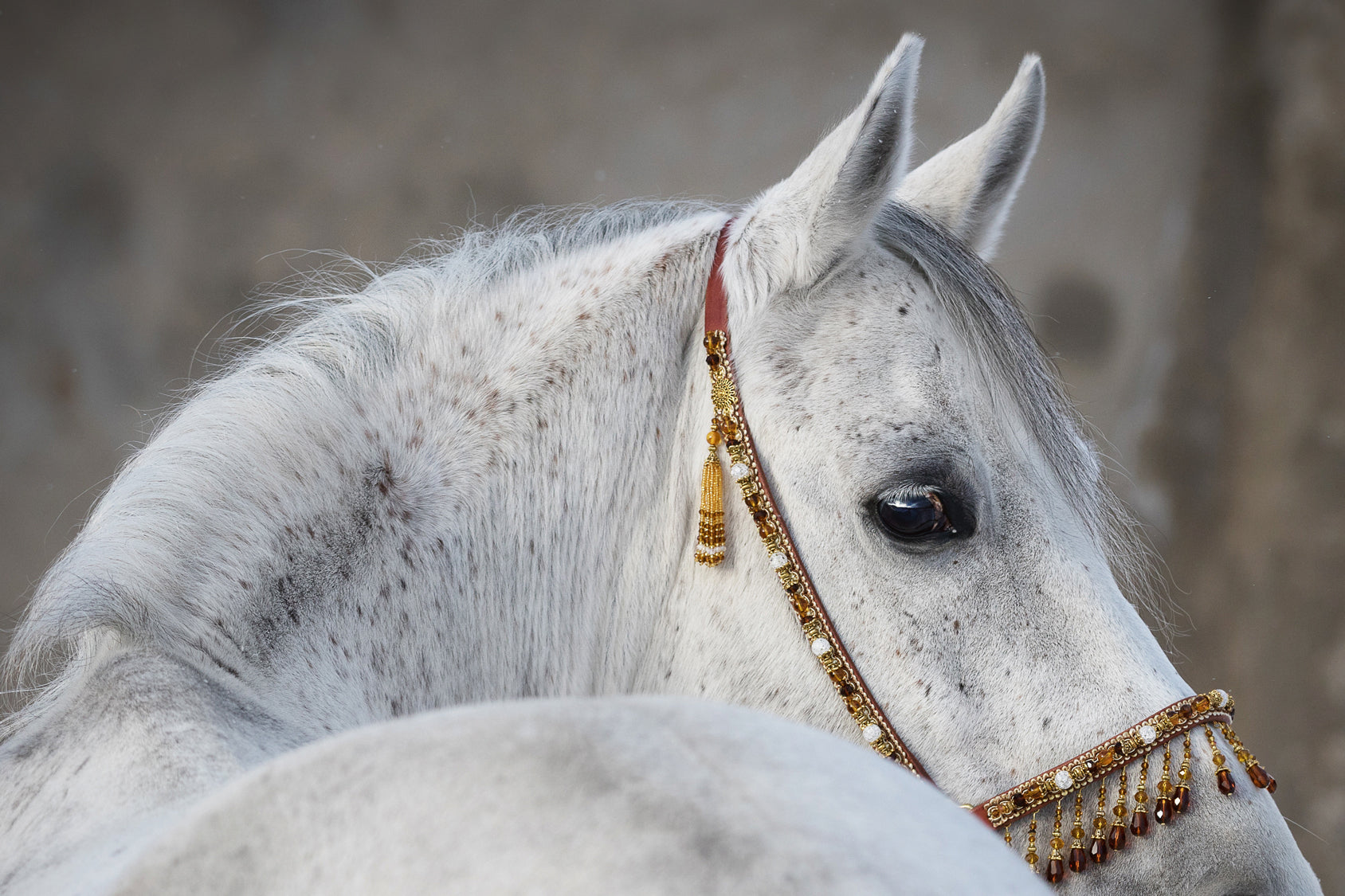 Acrylglasbild Araber Hengst