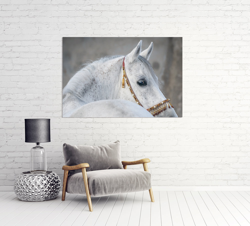 Acrylglasbild Araber Hengst
