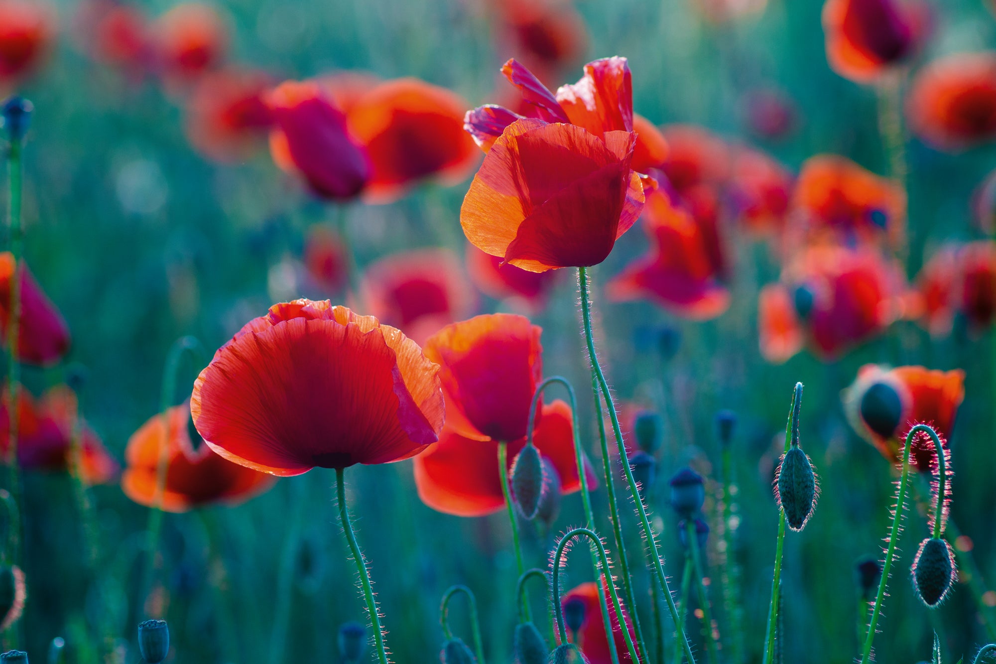 tableau en verre acrylique champ de coquelicots