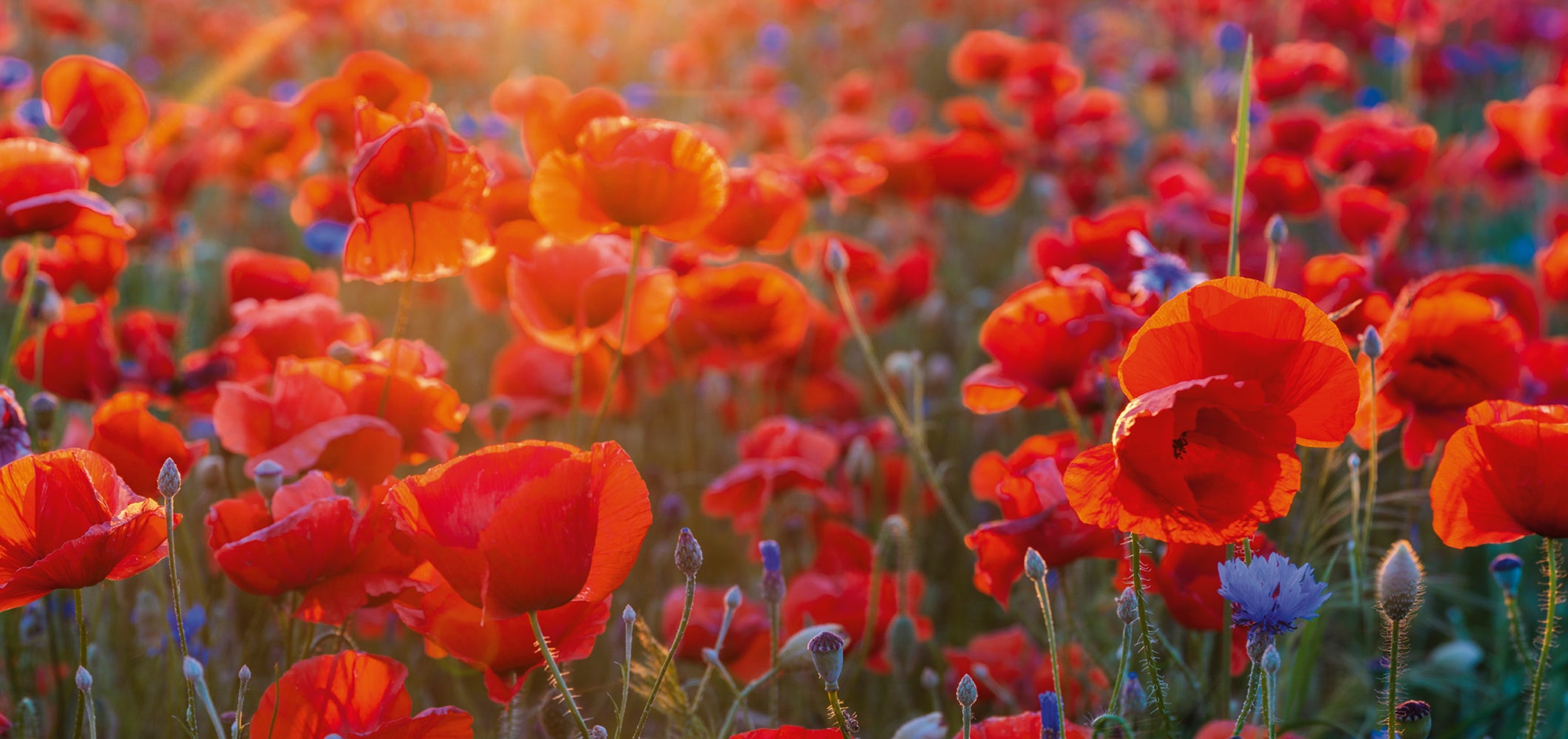 Acrylic glass picture Poppies 6