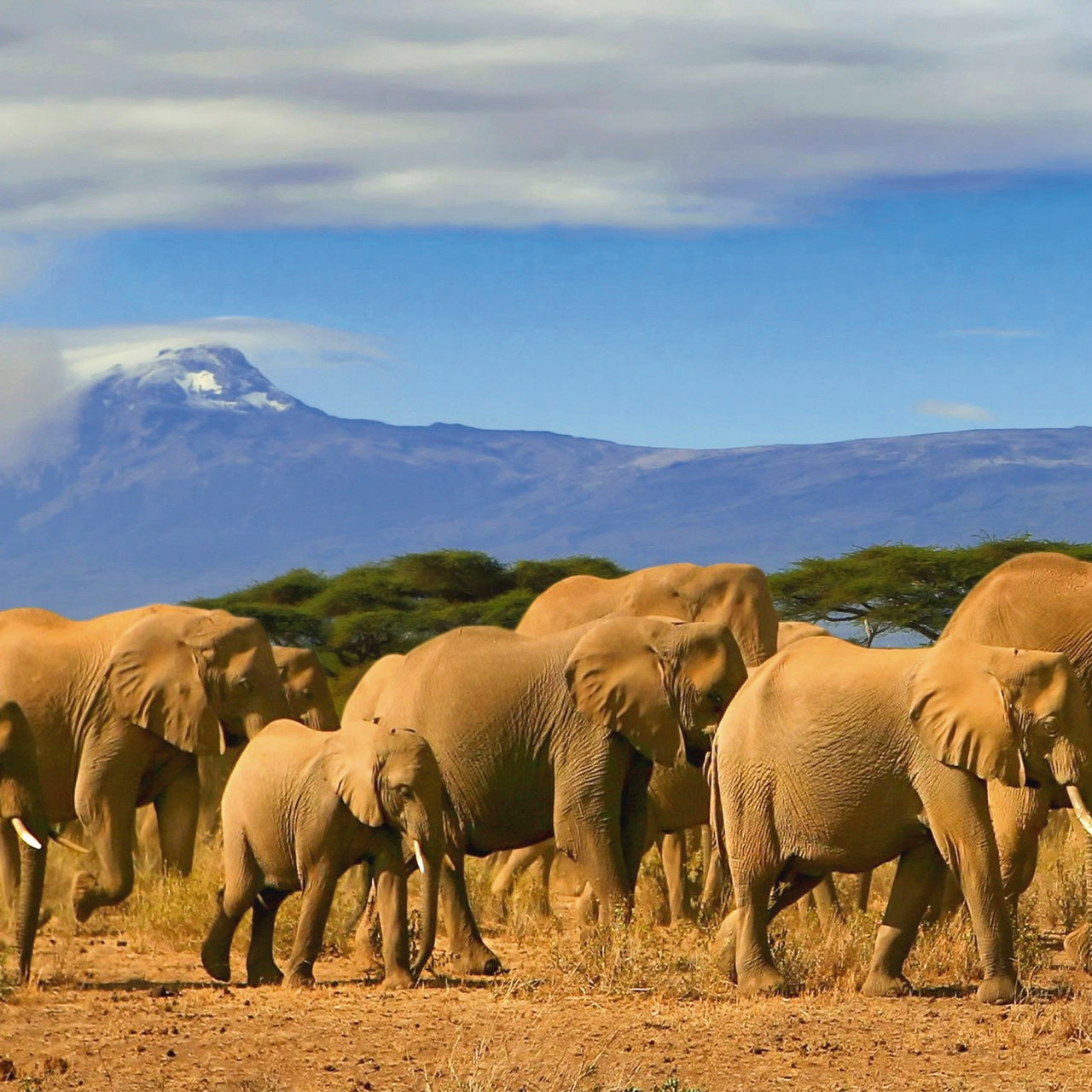 Acrylglasbild Große Elefantenfamilie in der Savanne