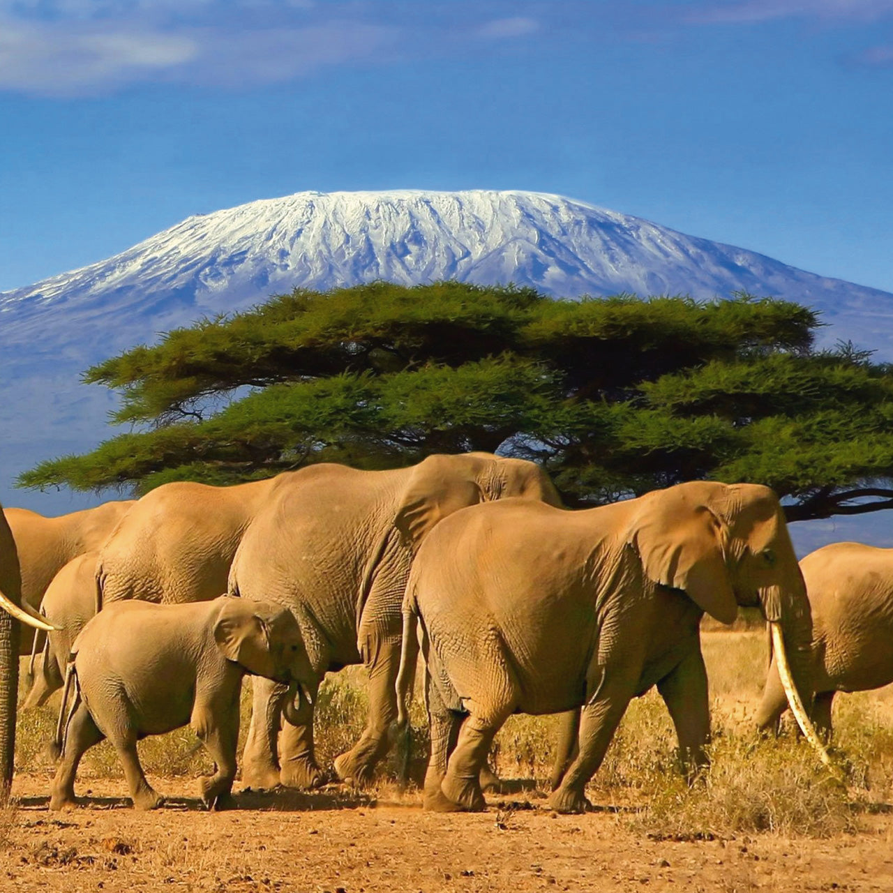 Acrylglasbild Große Elefantenfamilie in der Savanne