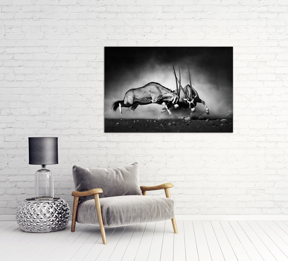 Acrylglasbild 2 kämpfende Oryx