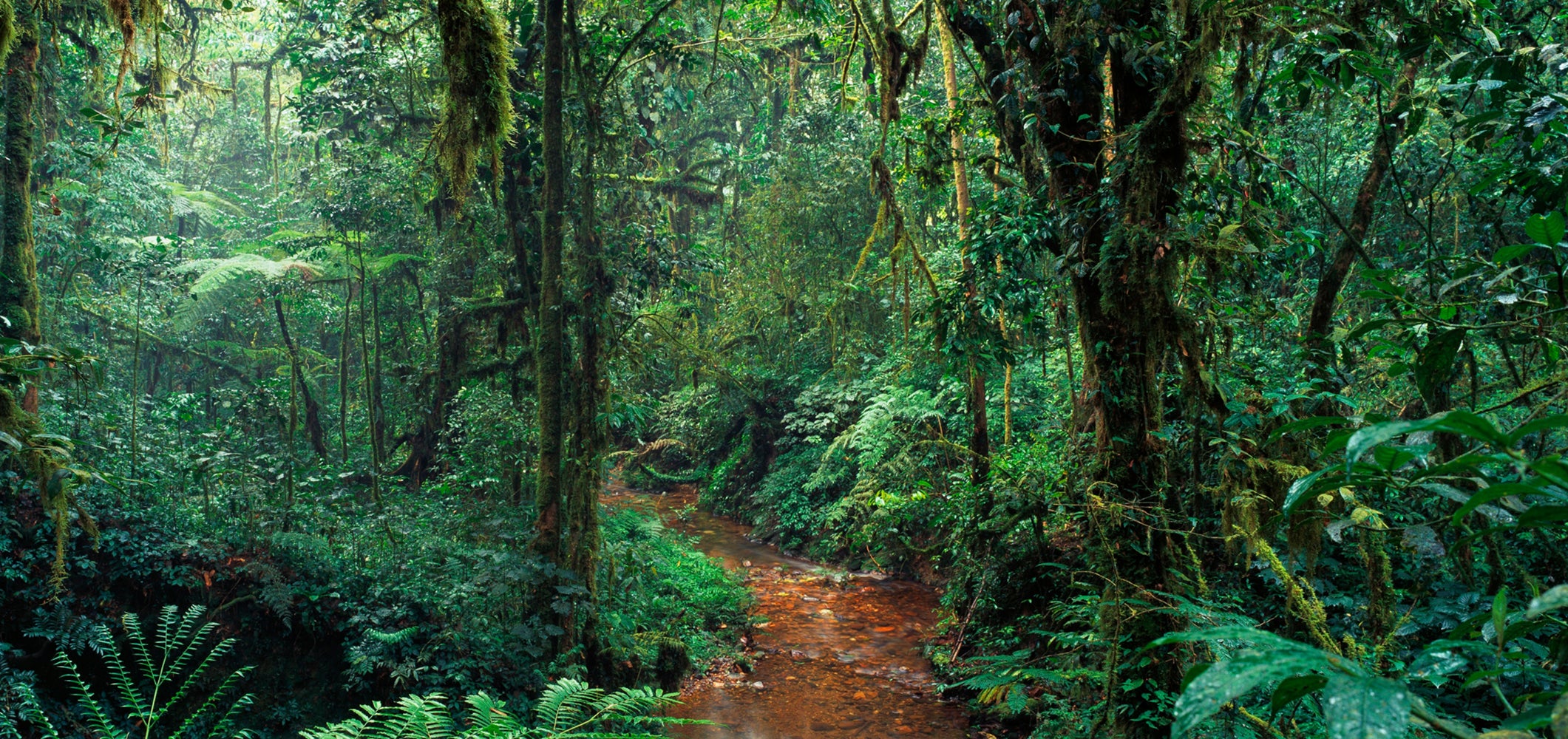 Acrylglasbild Im Dschungel