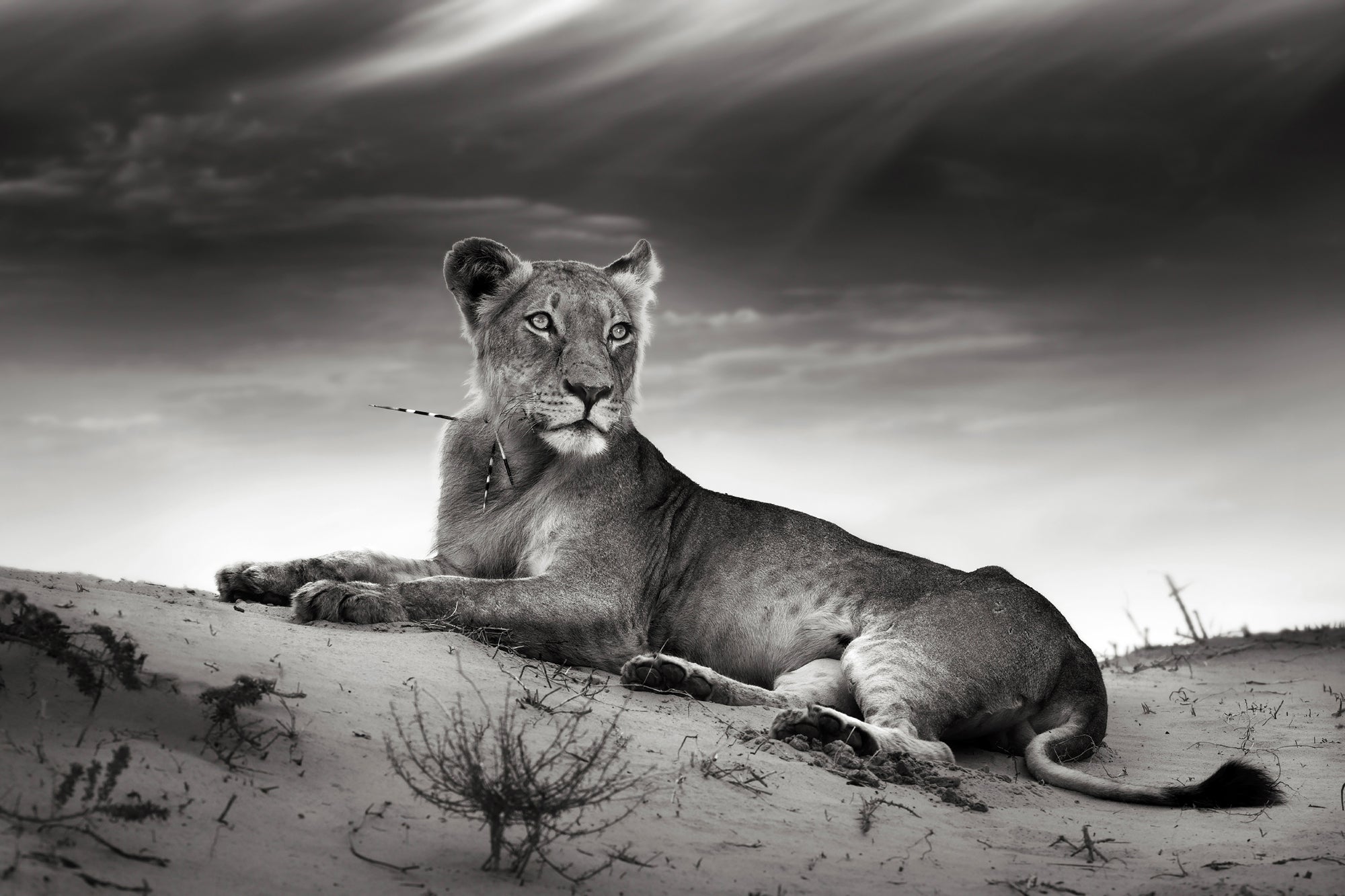 Acrylglasbild Löwin