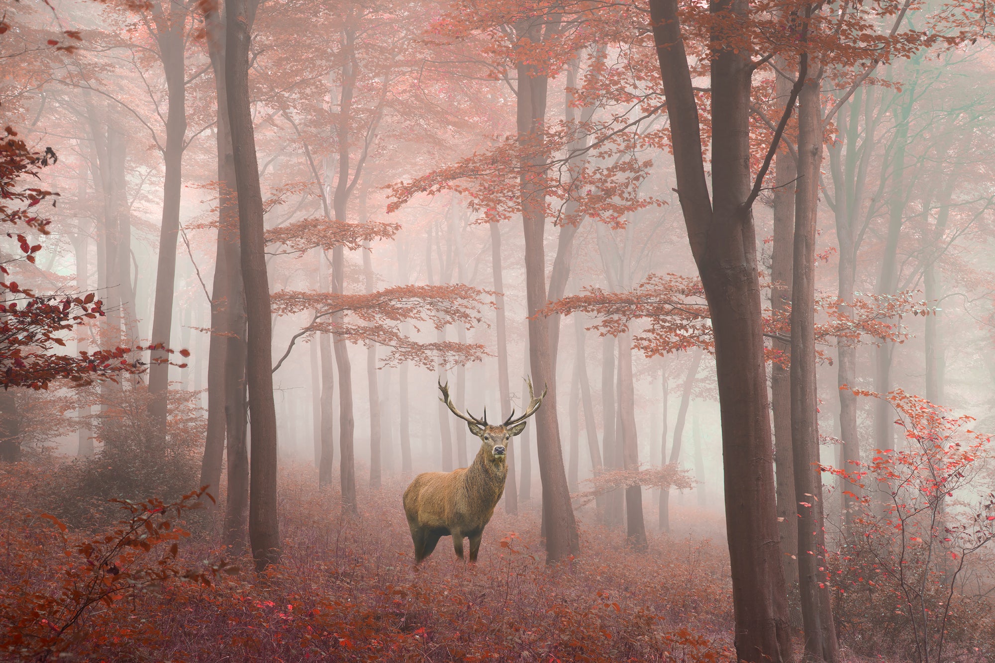 Acrylglasbild Hirsch im Herbstwald