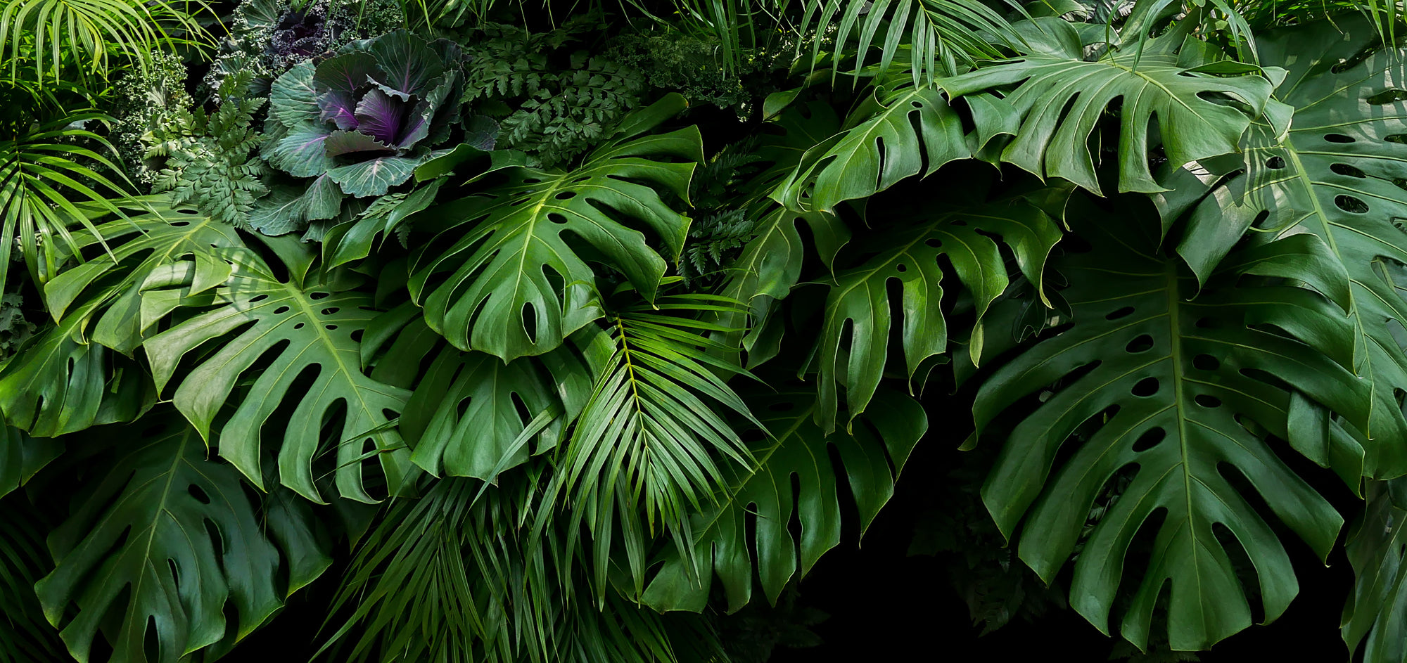 Acrylglasbild Grünes Blättermeer