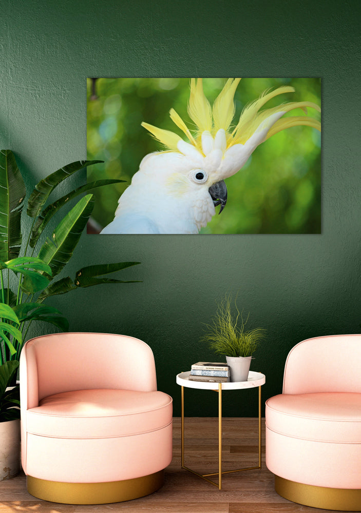 Acrylglasbild Kakadu
