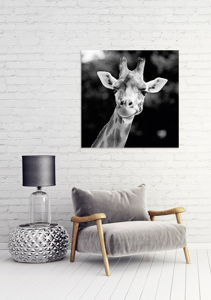 Acrylglasbild Giraffe