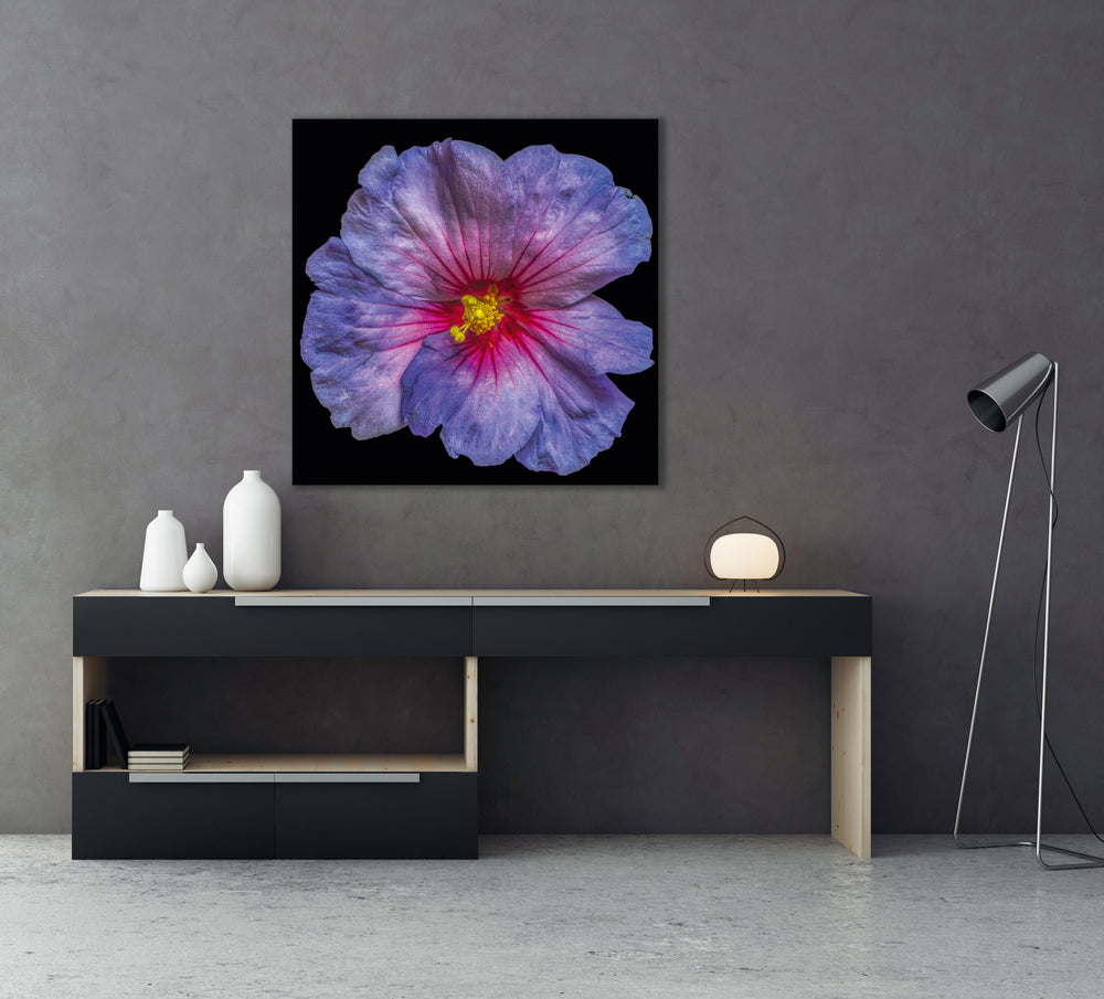 Acrylglasbild Hibiskusblüte in blau und rosa