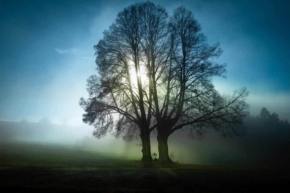 Acrylglasbild Bäume im Morgennebel