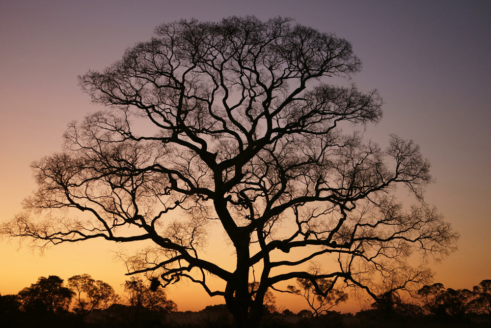 Acrylglasbild Gigantischer Baum im Sonnenuntergang