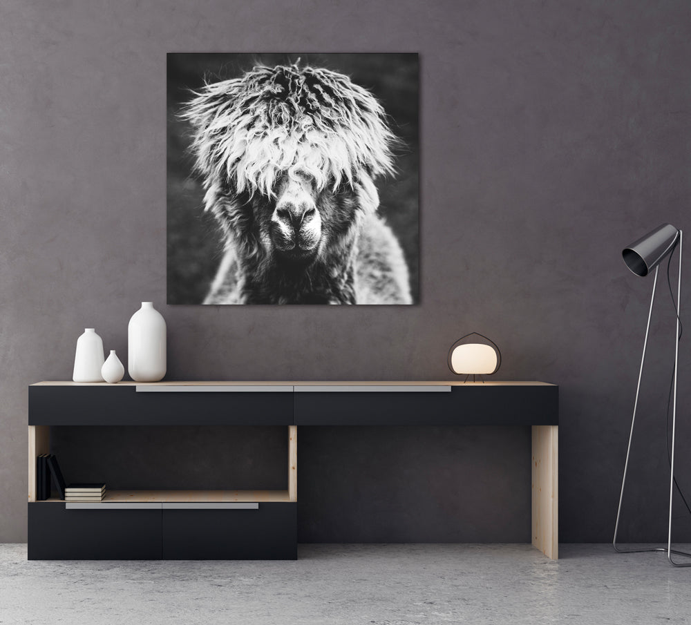 Acrylglasbild Alpaka "Hippie"