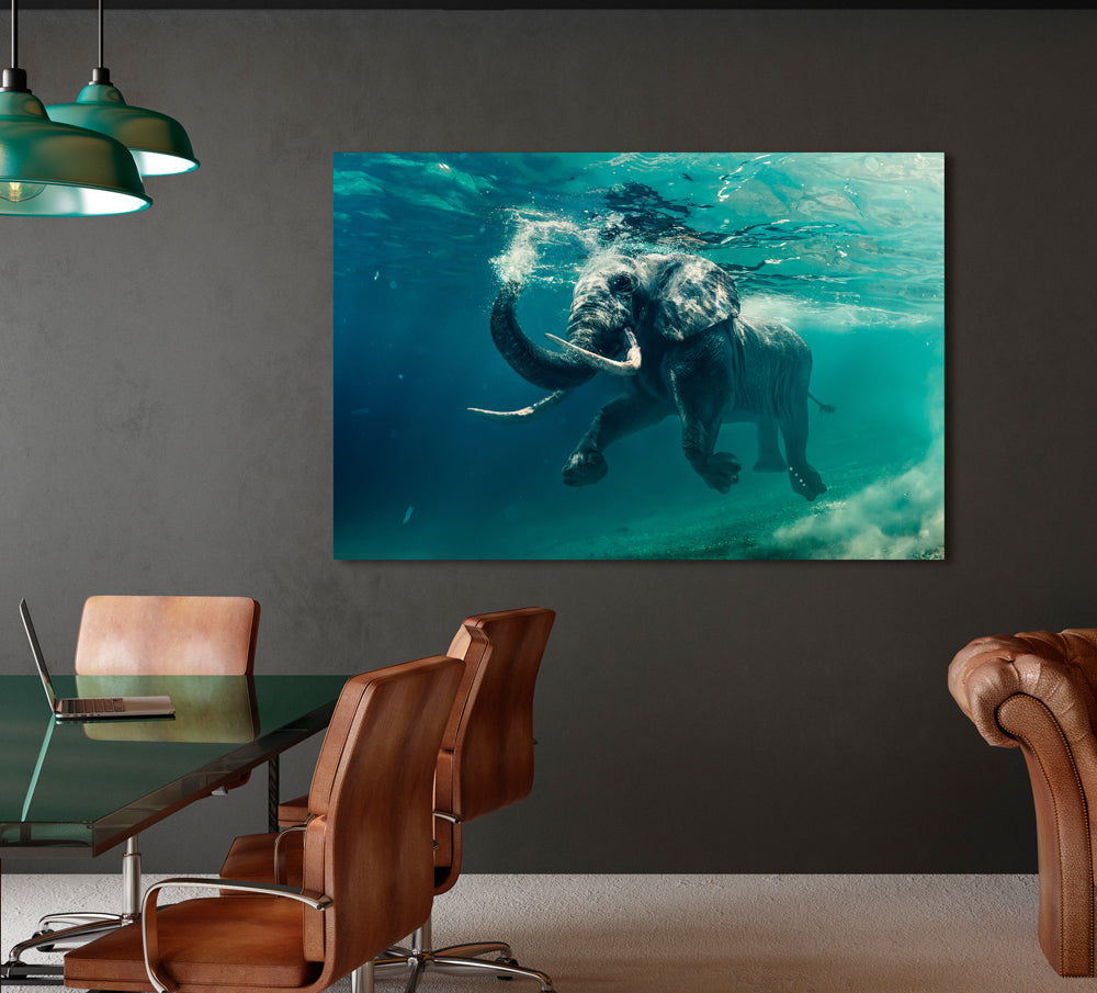 Acrylglasbild Schwimmender Elefant