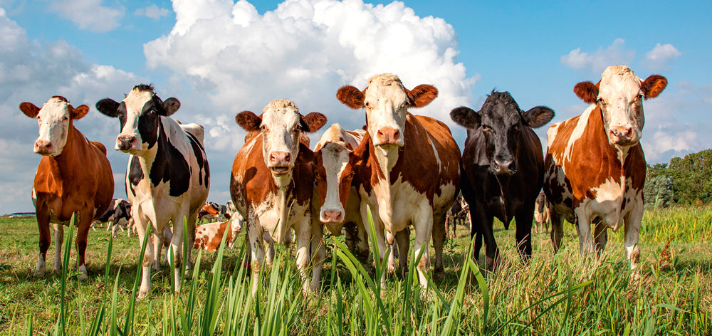 Acrylglasbild Milky Way