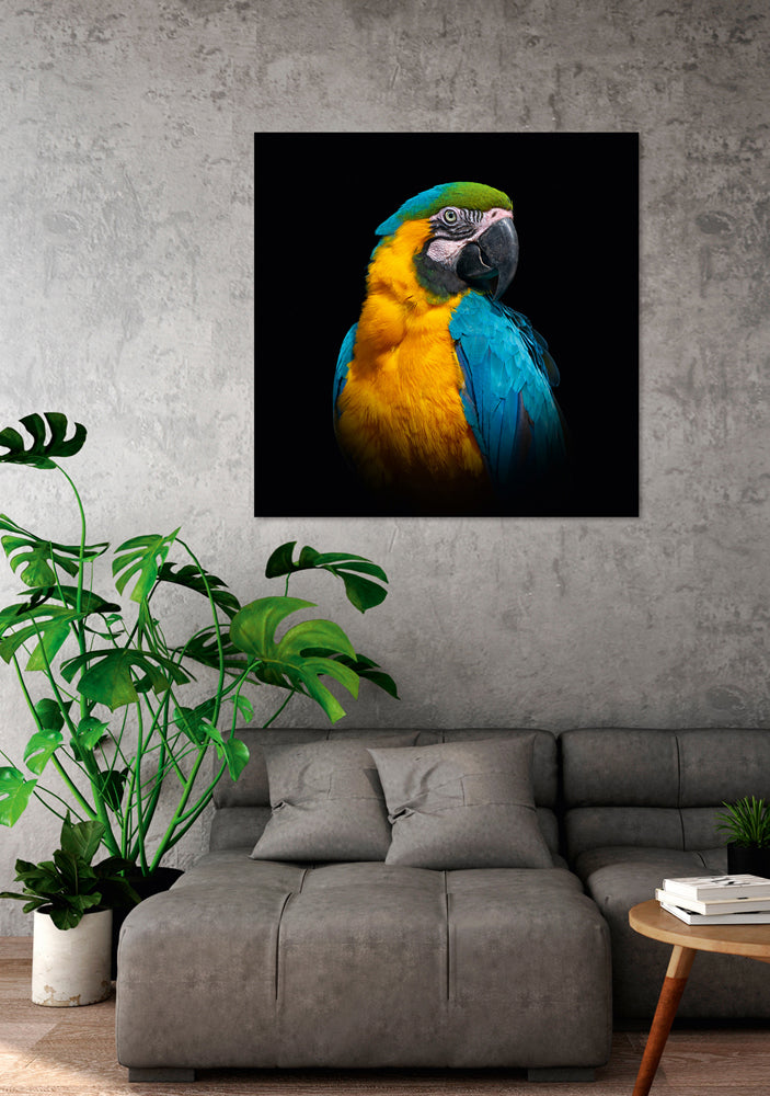 Acrylglasbild Ara Porträt